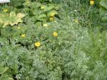 Anthemis tinctoria